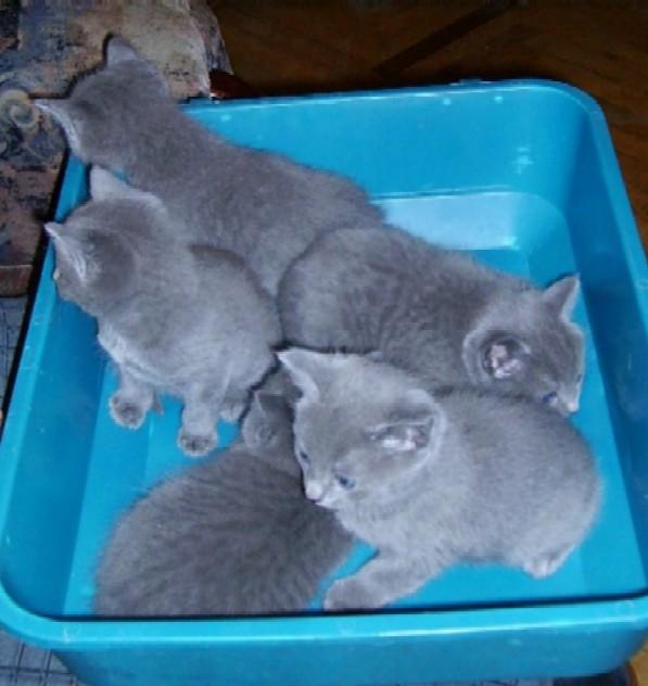 Голубое авито купить купить. Русская голубая котенок 1 месяц. Русско голубой котенок 1 месяц. Котята голубые настоящие. Русские голубые котята 1 месяц.